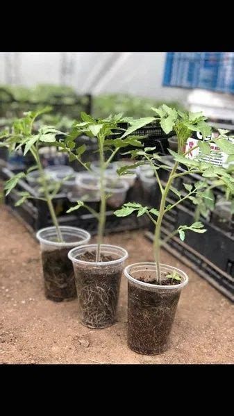 Оборска тор,(био)