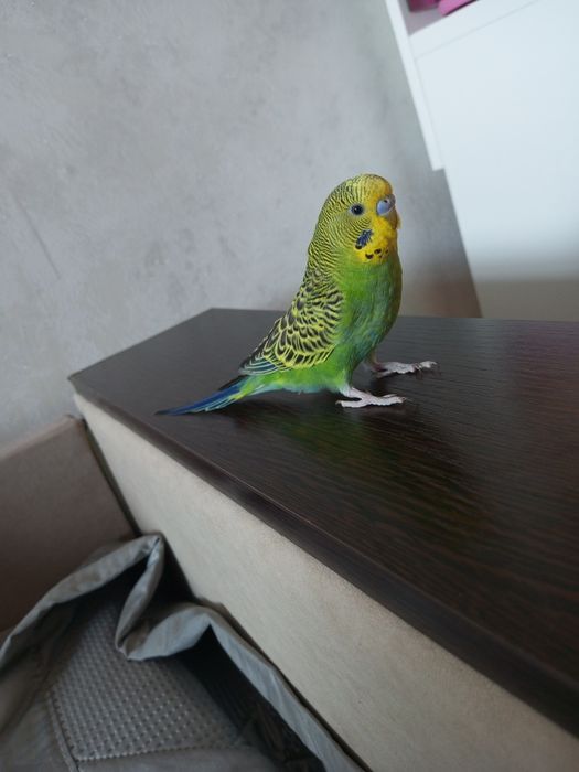 Продам попугая 5500