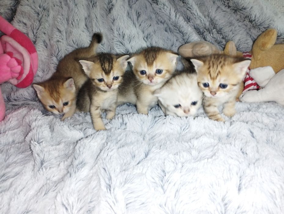 Котята скоттиш -фолд, скоттиш - страйт