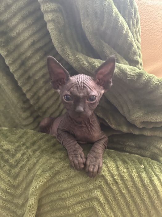 Pui de pisicute din rasa sphynx culoare gri