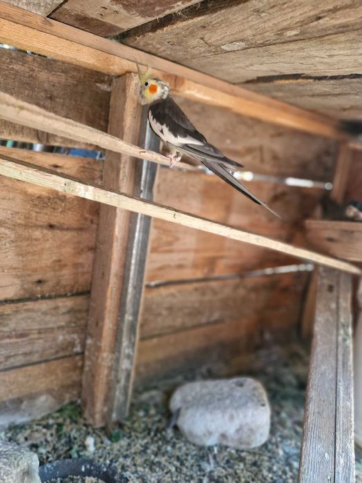 Papagali nimfe de vanzare.