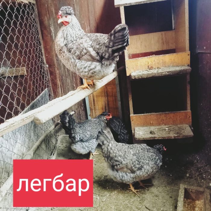 Инкубационные яйца