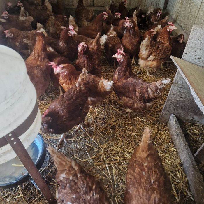 Gaini de ouă issa brwn