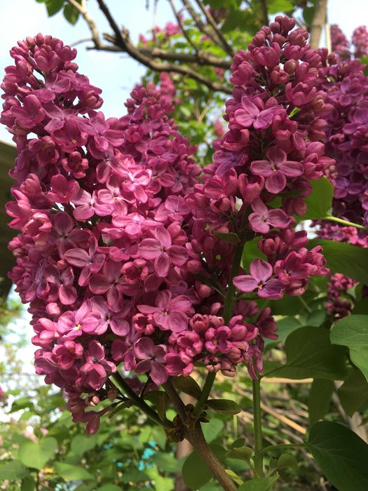 Сирень срежу на букет