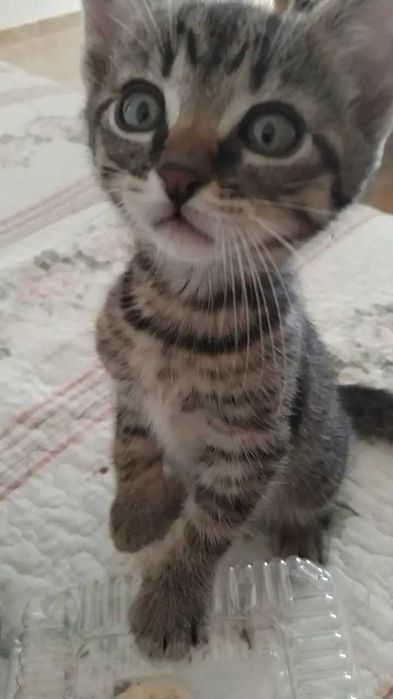 3 puiuti de pisica spre adoptie