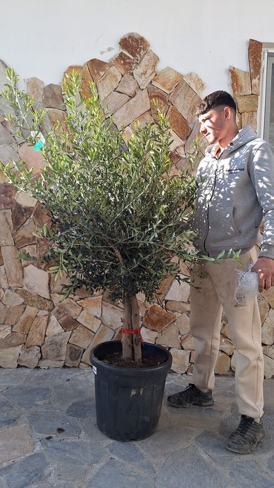 Plante ornamentale ptr gradina magnolia arțar japonezi Măslini palmier