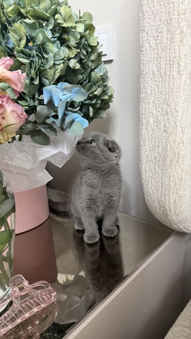 Вислоухий котёнок