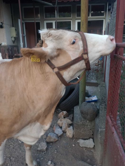 Vând vacă Bălțată Românească, gestantă, 5 ani – talie foarte mare, fără coarne, foarte bună de lapte