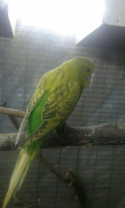 Кушлар сотилади соглом