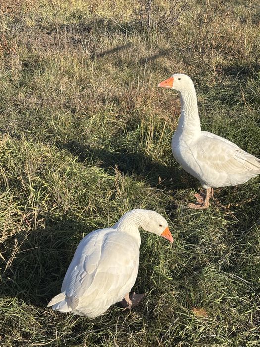 Продам пару гусей