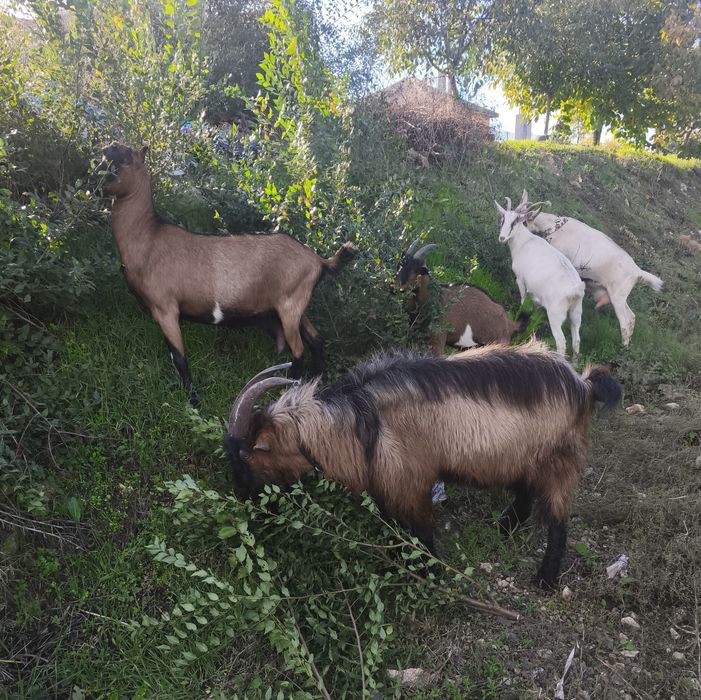 vand tap alpin francez cu sannen