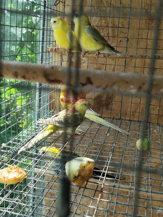 Пара певчих попугаев. Продам.
