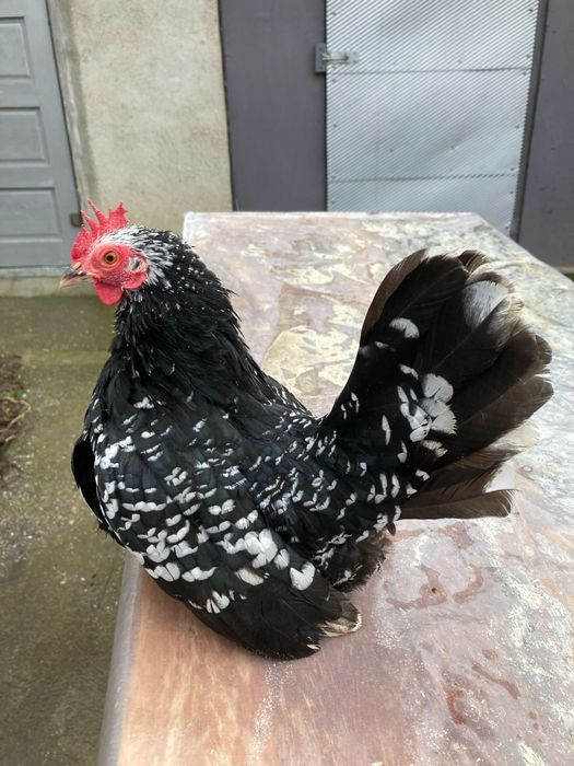 Ouă din păsări chabo bobat pt closcă sau clocitoare de vânzare!