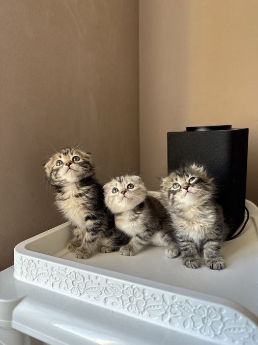 Котята породистые
