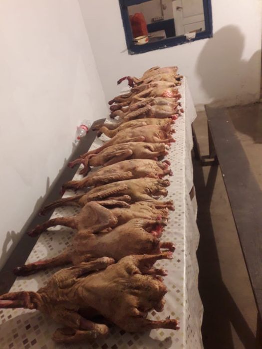 Продаю гусей