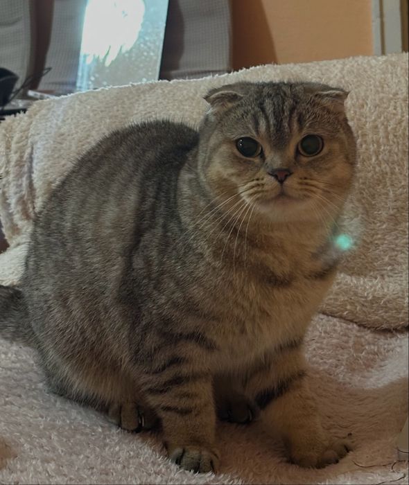 Британско клепоухо коте на 3г.