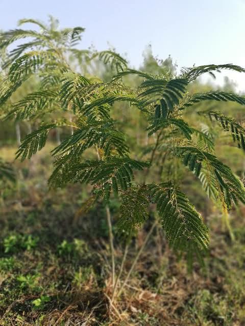 Vand puieti de  arbori de mătase la balot și tei arginti