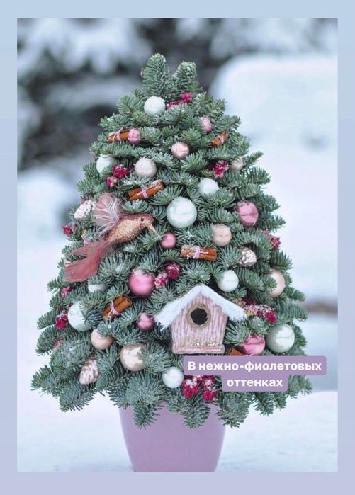 Живая ель, композиции из ели