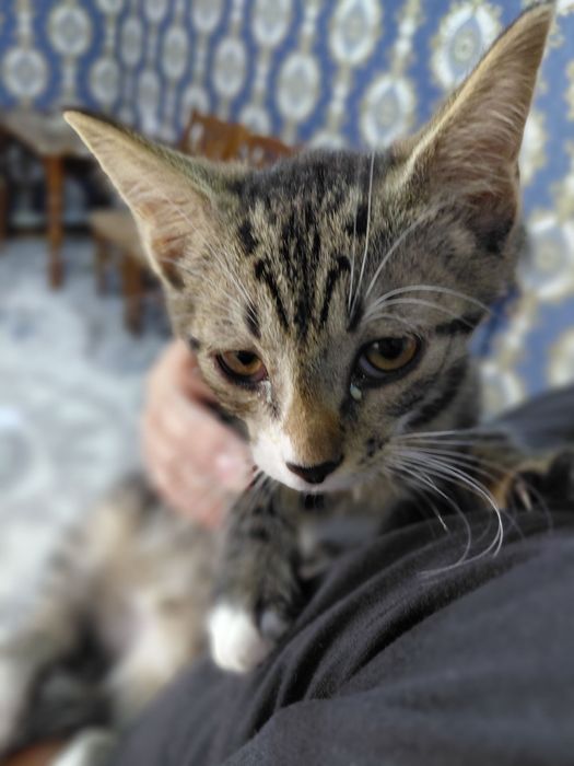 мы дарим красивых котят