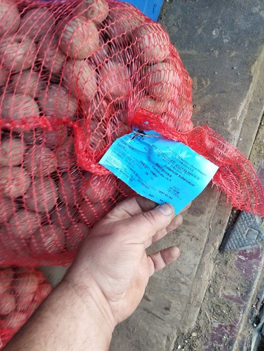 Vând cartofi sămânța clasa B