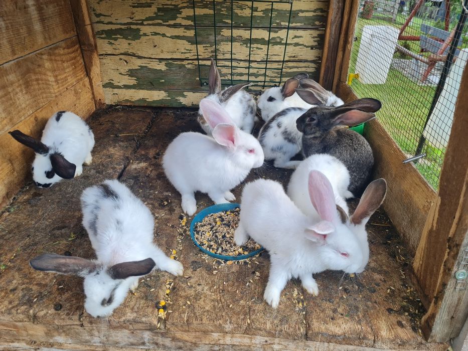 Vând iepuri rasă foarte bună şi frumoasă