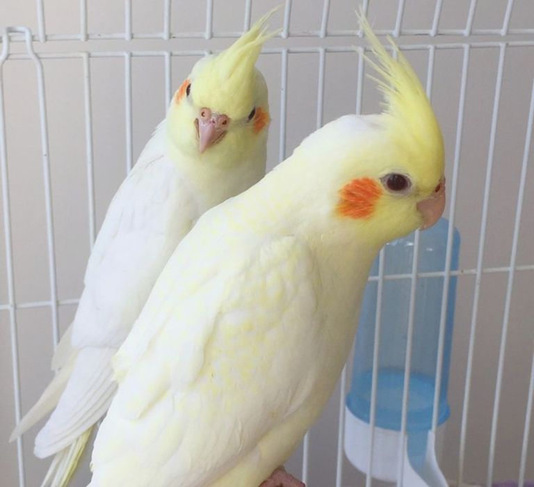 Поступление ручных птенцов корэлл