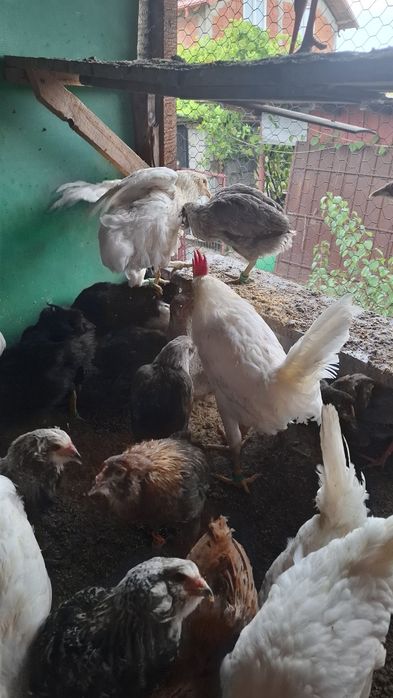 Cocosi si cocosei pentru rase de gaini ouatoare