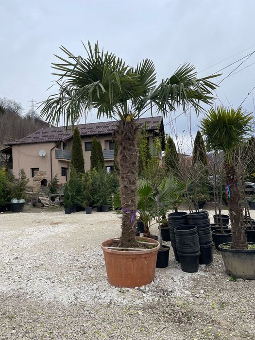 Palmierii rezistenți la îngheț trachicarpus Fortunei