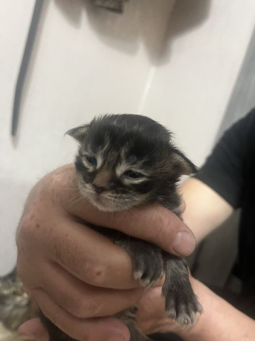 Продам котят мейнкунов