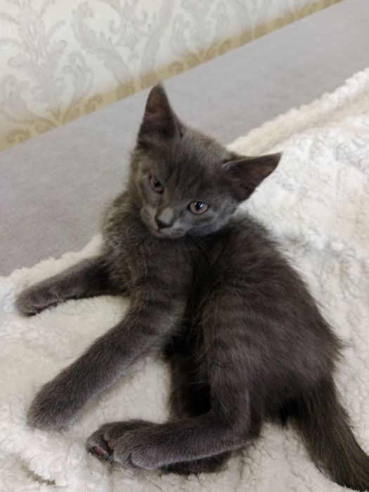 Отдам котят в хорошие руки