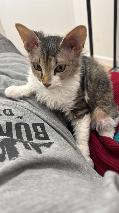 Отдам котенка в добрые руки