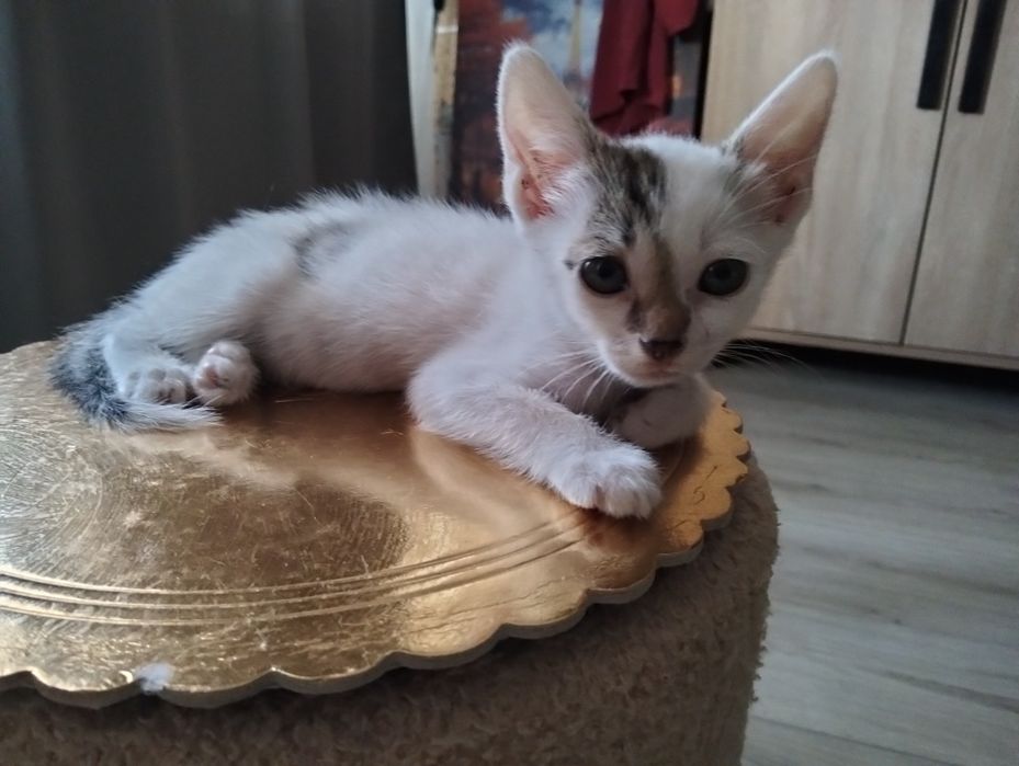 Pui de pisica adorabili !