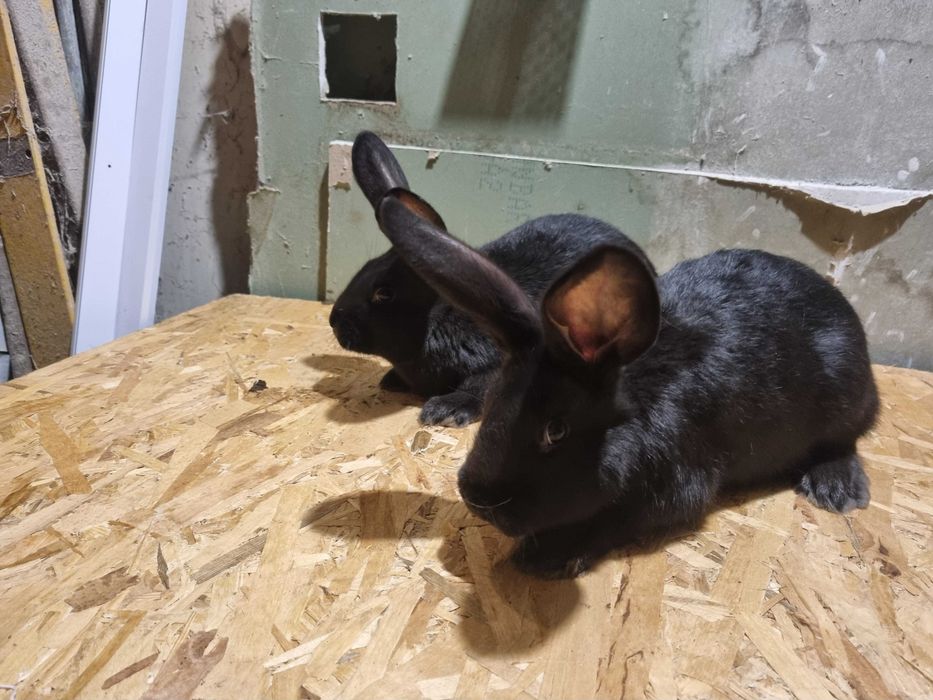 Iepuri Fluture German !