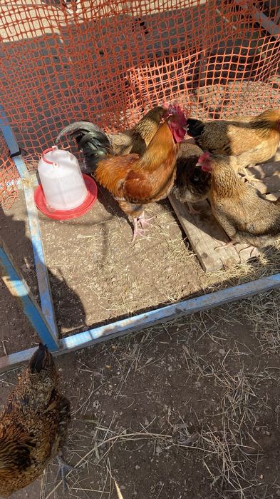 Кучин жұмыртқасы бар