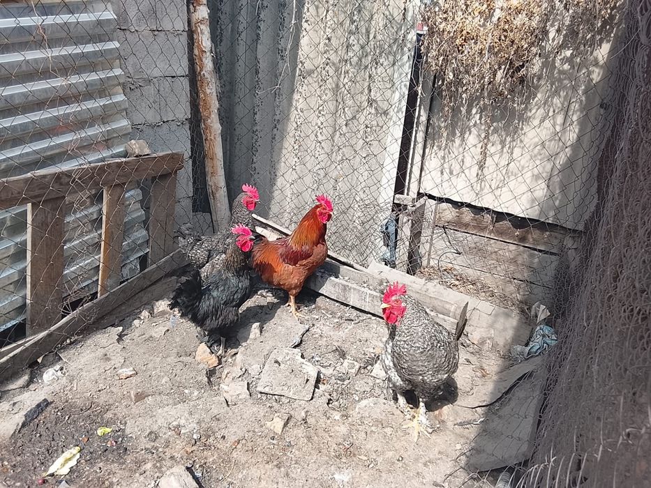 Продам молодых петухов