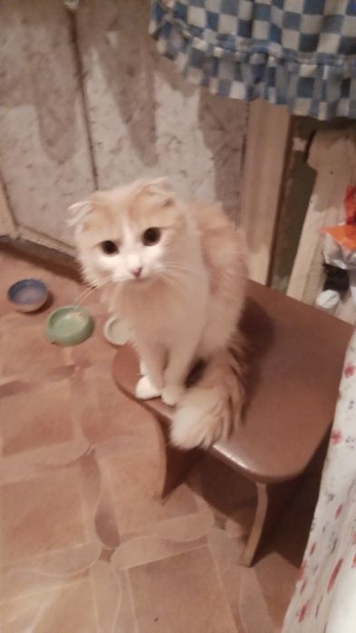 Кот шотландский вислоухий вязка .