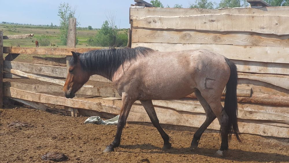 Продам кобыла 4года