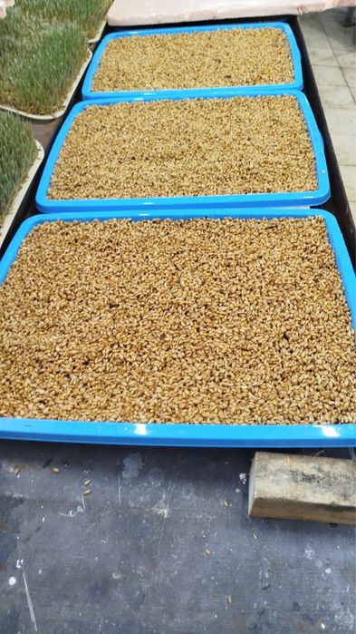 Гидропонная пшеница