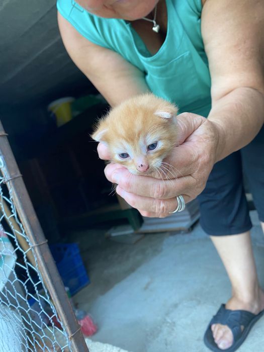 Adoptie urgenta pui pisica Cluj