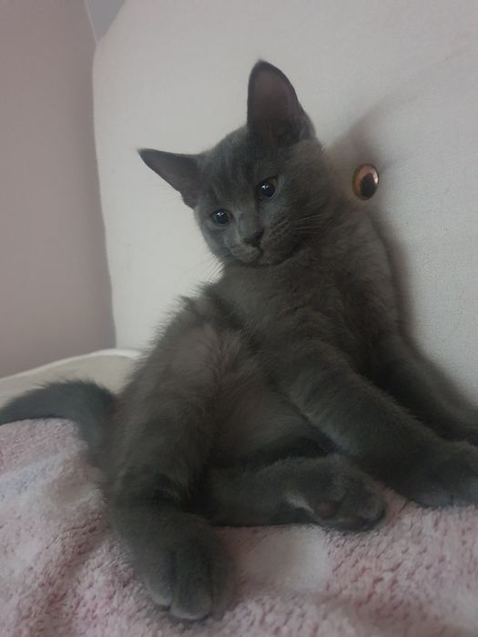 Котята маленькие