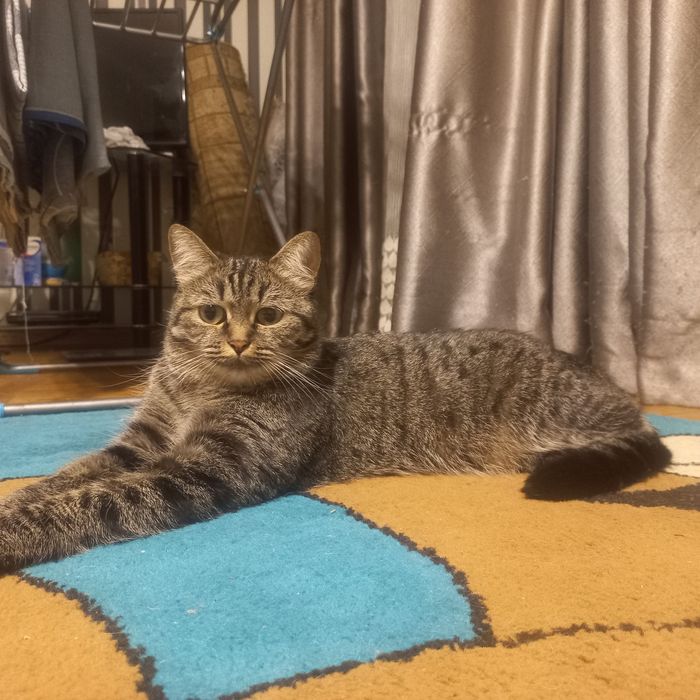 Отдам кошку девочку