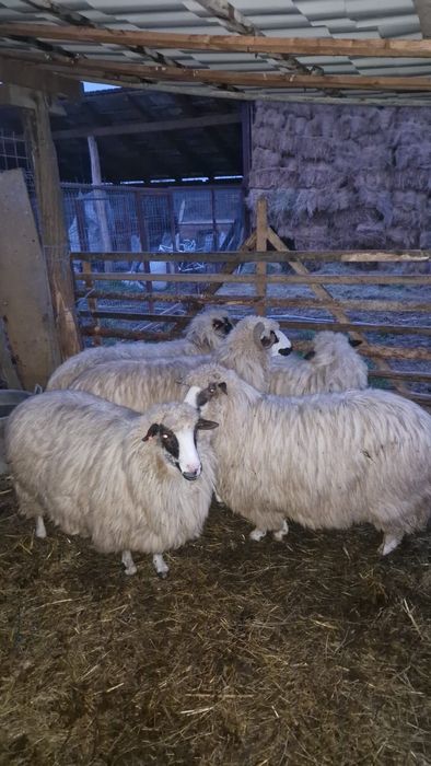 Oi de frumoase de vânzare