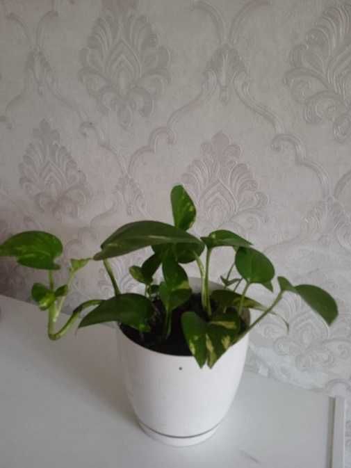 Продам сциндапсус золотистый = 1 000 тг