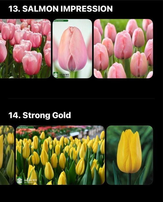 Тюльпаны оптом по 450 тг