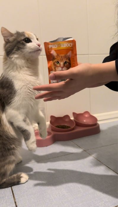 Кошка в добрые руки
