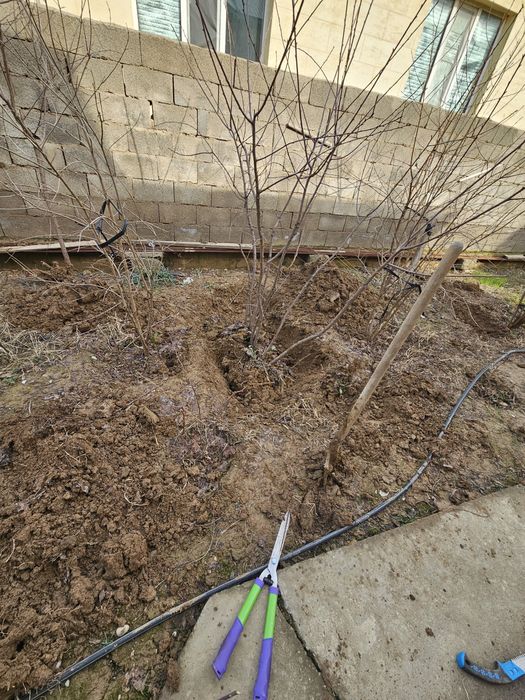 Көшеттер,  саженцы