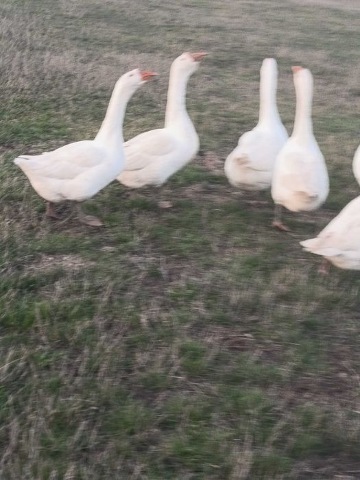 Gaste și gâscani rasa africana