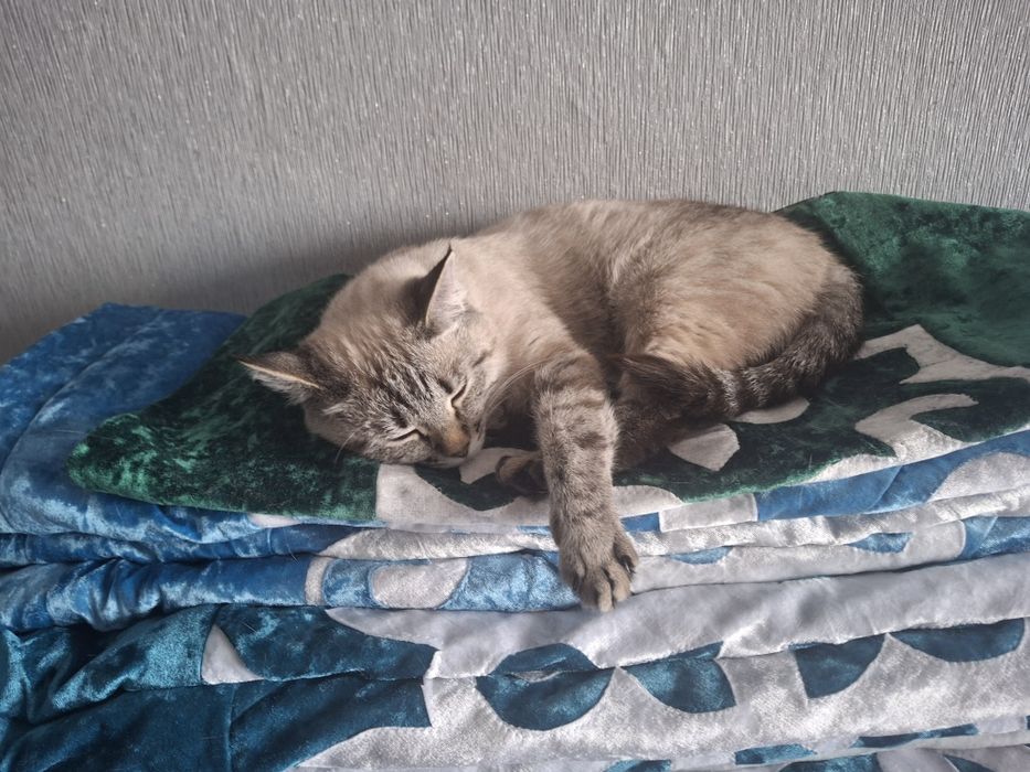 Кошка отдам в добрые добрые руки