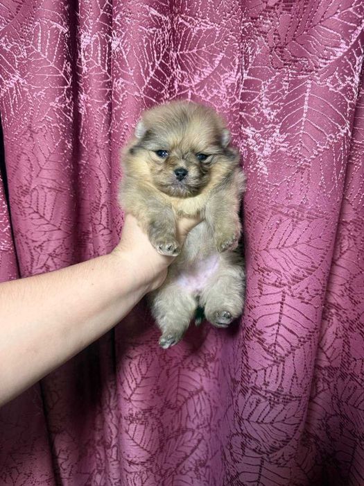 Померанский Шпиц