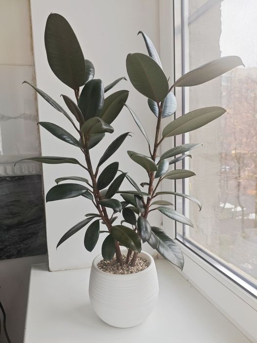 Фикус Мелани в кашпо